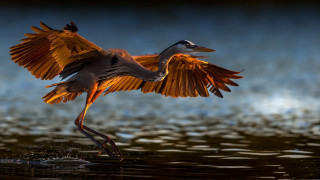 Bird wings spread water wildlife - its wing free wallpaper