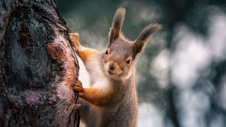 Squirrel climbing tree branch food - the branch of a tree free wallpaper
