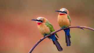 Colorful birds branch wildlife sword - two colorful bird free wallpaper