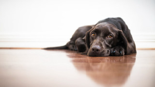 Sad dog laying floor photorealism - sad free wallpaper