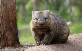 Shiba inu forest rock animal - clovis trouille free wallpaper for desktop