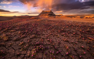 Desert rock flowers city sunset - a large rock formation in the background free wallpaper