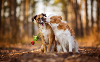 Dogs roses outdoors blurry shiba - two dog free wallpaper for desktop