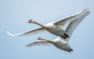 White swans flying sky naturalisme - symmetric free wallpaper
