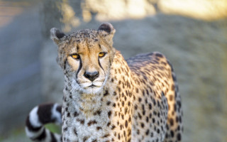 Cheetah zoo enclosure bokeh photorealistic - a zoo enclosure free wallpaper
