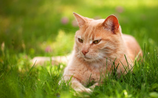 Sad cat in grass nature 2 - grass free wallpaper