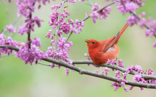 Red bird cherry blossoms spring - a red bird free wallpaper for desktop