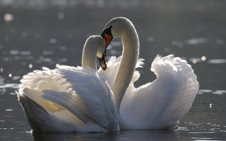 Swans neck touch water snow - their neck free wallpaper for desktop