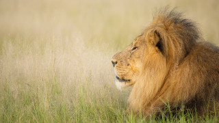 Lion tallgrass wildlife portrait naturalism - wild free wallpaper
