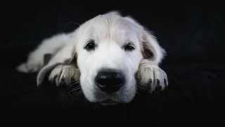 White dog black couch shiba - a black wall free wallpaper