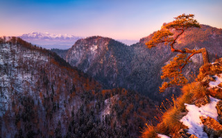 Mountain tree autumn leaves fire - a mountain range in the background free wallpaper for desktop