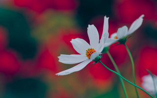 Lotus flower vivid macro blurry - background behind free wallpaper