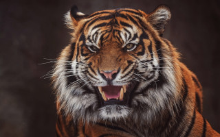 Tiger open mouth photorealistic wildlife - mouth wide open free wallpaper