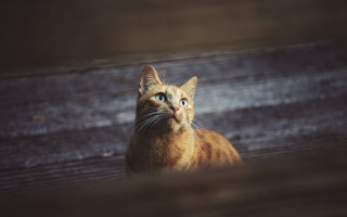 Sad cat on bench looking - sad free wallpaper