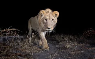 Lion walking dark area grass - black free wallpaper for desktop