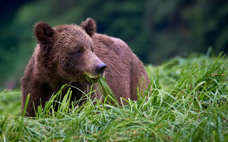 Brown bear eating food field - a piece of food free wallpaper