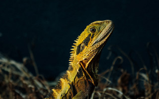 Lizard field grass weeds macro - animal free wallpaper for desktop