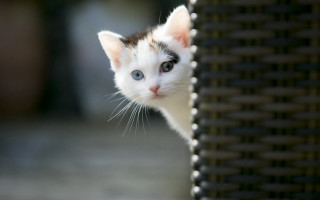 Small kitten peeking wicker background - verdadism free wallpaper