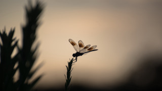 Dragonfly plant sky clouds macro - a dragonfly free wallpaper