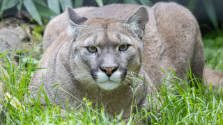Mountain lion grass sad portrait - a mountain lion free wallpaper