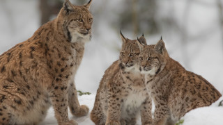 Three lynxes snow trees wildlife - the snow together free wallpaper for desktop