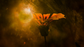Yellow flower light petals anamorphic - a bright light free wallpaper for desktop