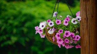 Hanging flower basket forest nature - a basket of flowers free wallpaper