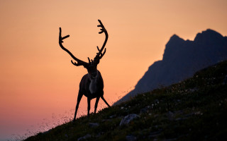Deer hill antlers sunset cloud - a deer free wallpaper