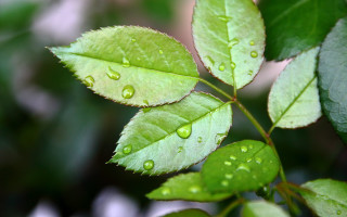 Green leaf water drops macro 6 - a green leaf free wallpaper