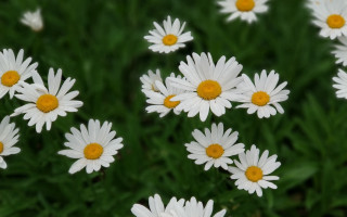 White daisies green grass flower - green grass free wallpaper