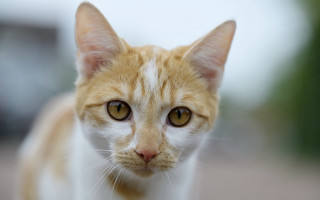 White cat yellow nose animal - a close up of a cat free wallpaper