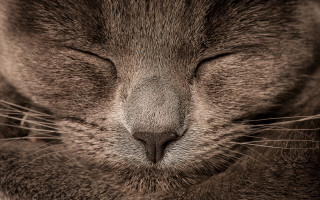 Cat face closed eyes black - a close up of a cats face free wallpaper