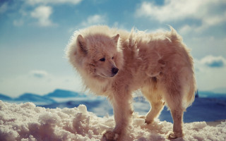 Fluffy dog snow pile mountain - hill free wallpaper