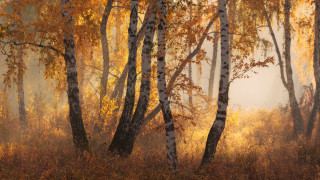 Forest autumn leaves foggy sky - yellow leaf free wallpaper