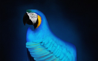 Blue parrot yellow beak wings - duccio free wallpaper for desktop