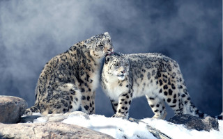 Snow leopards snowy hill naturalism - their eye free wallpaper for desktop
