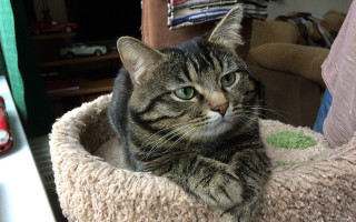 Cat bed couch livingroom christmas - a christmas tree in the background free wallpaper