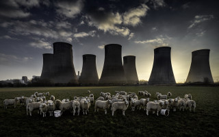 Sheep cooling plant sunset clouds - the sun setting behind them free wallpaper for desktop