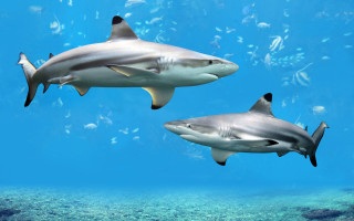 Sharks fish ocean rayonism digital - fish free wallpaper