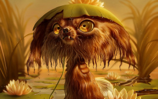 Weird creature swamp lily pads - weird free wallpaper for desktop