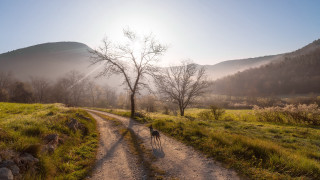 Dog walking dirt road tree - alen divi free wallpaper