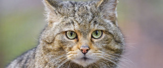 Cat green eyes closeup grassy - a close up of a cat free wallpaper for desktop