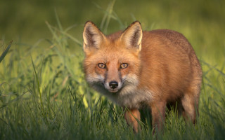 Red fox sad eyes grass - furry art free wallpaper
