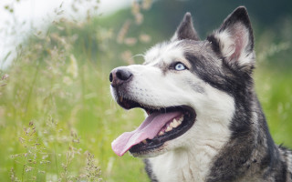 Husky tongue out field flowers - husky free wallpaper