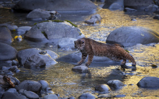 Cat river rocks water yellow - a river next free wallpaper for desktop