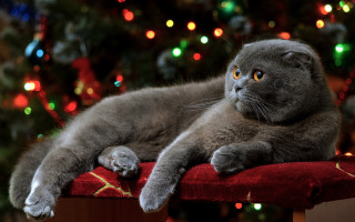 Cat red cushion christmas tree - glamor pose free wallpaper