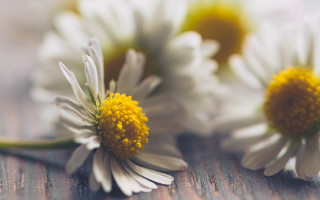 Three daisies wooden surface blurry - elinor proby adams free wallpaper