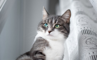 Black cat green eyes white - akseli gallenkallela free wallpaper