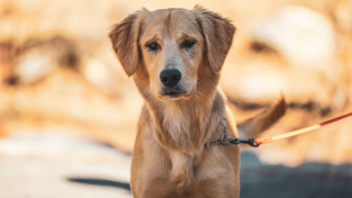 Dog leash sidewalk blurry background - a leash free wallpaper