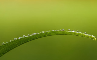 Green plant water droplets macro 12 - free nature wallpaper